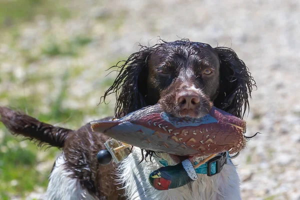 English springer spaniel retrieving  an artificial pheasant