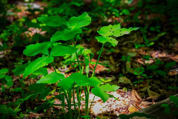 ジャック パルピット Ariasema Triphyllum 固有の北部の植物 それは茶色の縞と色が大きく 円筒形 フード付きの花 緑です — ストック写真