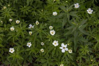 Canada geese ( Branta canadensis)  with goslings. Natural scene from shore of lake Michigan.