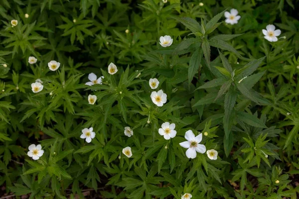 Canada geese ( Branta canadensis)  with goslings. Natural scene from shore of lake Michigan.