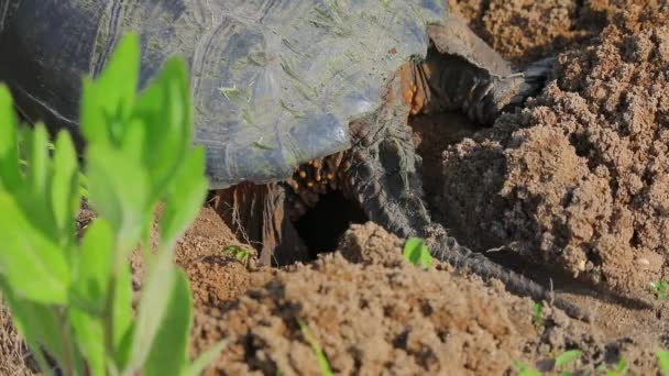 Common Snapping Turtle Female Travel Land Find Sandy Soil Which — 비디오