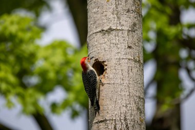 Yuva boşluğundaki Kırmızı Göbekli Wodpecker (Melanerpes carolinus)