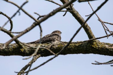 Ortak Nighthawk (Kordeiles minor) bir dalın üzerinde dinleniyor. Wisconsin 'den doğal manzara.