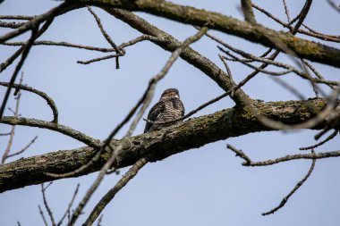 Ortak Nighthawk (Kordeiles minor) bir dalın üzerinde dinleniyor. Wisconsin 'den doğal manzara.