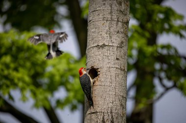 Yuva boşluğunda bir çift ağaçkakan (Melanerpes carolinus) Kırmızı Göbekli Wodpecker