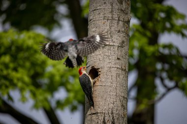 Yuva boşluğunda bir çift ağaçkakan (Melanerpes carolinus) Kırmızı Göbekli Wodpecker