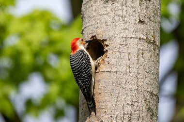 Yuva boşluğunda bir çift ağaçkakan (Melanerpes carolinus) Kırmızı Göbekli Wodpecker