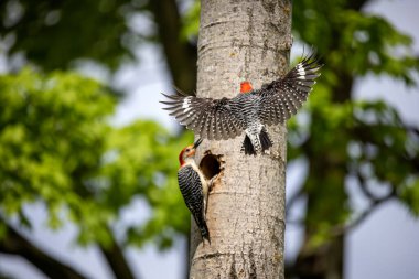 Yuva boşluğunda bir çift ağaçkakan (Melanerpes carolinus) Kırmızı Göbekli Wodpecker