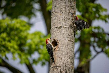Yuva boşluğunda bir çift ağaçkakan (Melanerpes carolinus) Kırmızı Göbekli Wodpecker