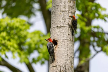 Yuva boşluğunda bir çift ağaçkakan (Melanerpes carolinus) Kırmızı Göbekli Wodpecker