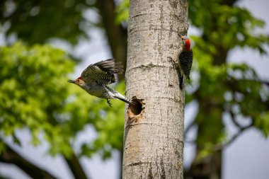Yuva boşluğunda bir çift ağaçkakan (Melanerpes carolinus) Kırmızı Göbekli Wodpecker