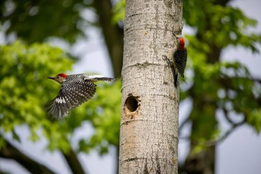 Yuva boşluğunda bir çift ağaçkakan (Melanerpes carolinus) Kırmızı Göbekli Wodpecker