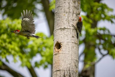 Yuva boşluğunda bir çift ağaçkakan (Melanerpes carolinus) Kırmızı Göbekli Wodpecker