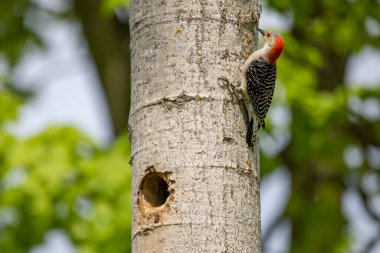 Yuva boşluğunda bir çift ağaçkakan (Melanerpes carolinus) Kırmızı Göbekli Wodpecker
