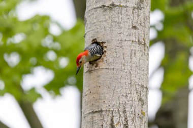Yuva boşluğunda bir çift ağaçkakan (Melanerpes carolinus) Kırmızı Göbekli Wodpecker