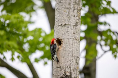 Yuva boşluğunda bir çift ağaçkakan (Melanerpes carolinus) Kırmızı Göbekli Wodpecker