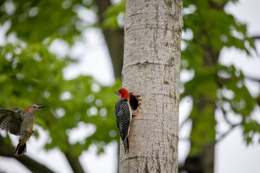 Yuva boşluğunda bir çift ağaçkakan (Melanerpes carolinus) Kırmızı Göbekli Wodpecker