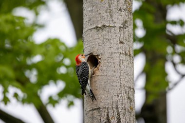 Yuva boşluğunda bir çift ağaçkakan (Melanerpes carolinus) Kırmızı Göbekli Wodpecker