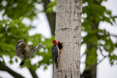 Yuva boşluğundaki Kırmızı Göbekli Wodpecker (Melanerpes carolinus)