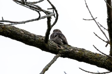 Ortak Nighthawk (Kordeiles minor) bir dalın üzerinde dinleniyor. Wisconsin 'den doğal manzara.