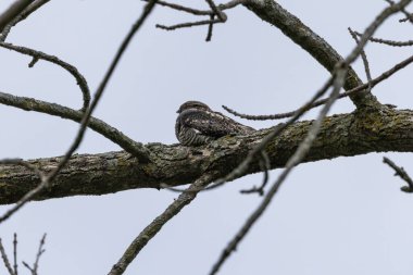 Ortak Nighthawk (Kordeiles minor) bir dalın üzerinde dinleniyor. Wisconsin 'den doğal manzara.