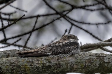 Common Nighthawk (Chordeiles minor) resting on a branch. Natural scene from Wisconsin. clipart