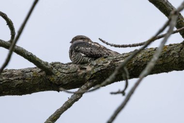 Ortak Nighthawk (Kordeiles minor) bir dalın üzerinde dinleniyor. Wisconsin 'den doğal manzara.