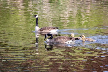  Kanada kazı (Branta canadensis) ve Michigan Gölü 'nde kaz yavruları