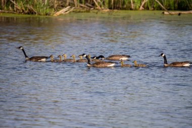  Kanada kazı (Branta canadensis) ve Michigan Gölü 'nde kaz yavruları