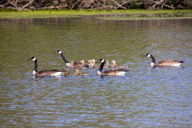  Kanada kazı (Branta canadensis) ve Michigan Gölü 'nde kaz yavruları