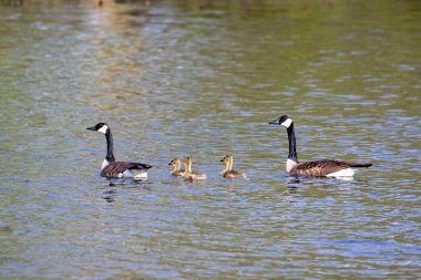 Kanada kazı (Branta canadensis) ve Michigan Gölü 'nde kaz yavruları