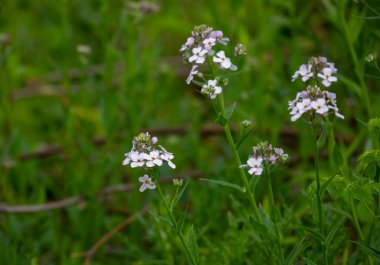 Dame 'ın roketi (Hesperis matronalis) damasket, morötesi, kadın menekşesi, hatunun gılçiçeği, gece kokulu karnabahar, kraliçenin gılgılgırı, çapkın çiçeği, yaz leylağı olarak bilinir.