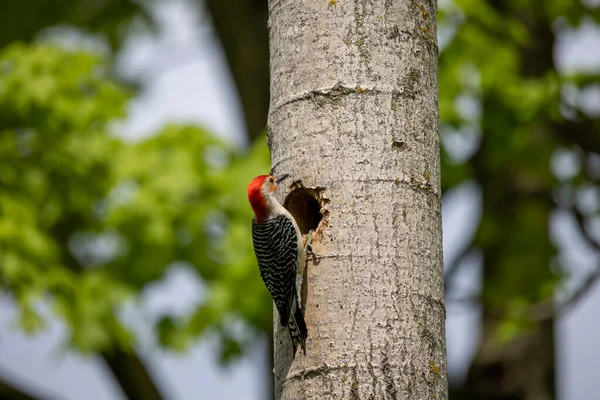 Краснобрюхий Дятел Melanerpes Carolinus Полости Гнезда — стоковое фото