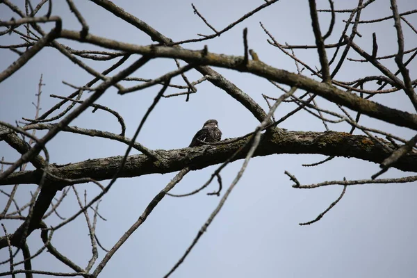 普通夜莺 Chordeiles Minor 栖息在树枝上 威斯康星州的自然景观 — 图库照片