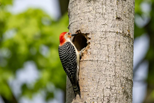 Den Rödmagade Wodpecker Melanerpes Carolinus Ett Par Hackspett Vid Nästet — Stockfoto