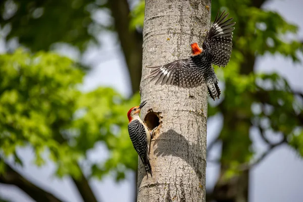 Yuva Boşluğunda Bir Çift Ağaçkakan Melanerpes Carolinus Kırmızı Göbekli Wodpecker — Stok fotoğraf