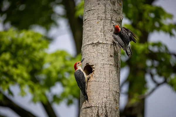 Yuva boşluğunda bir çift ağaçkakan (Melanerpes carolinus) Kırmızı Göbekli Wodpecker