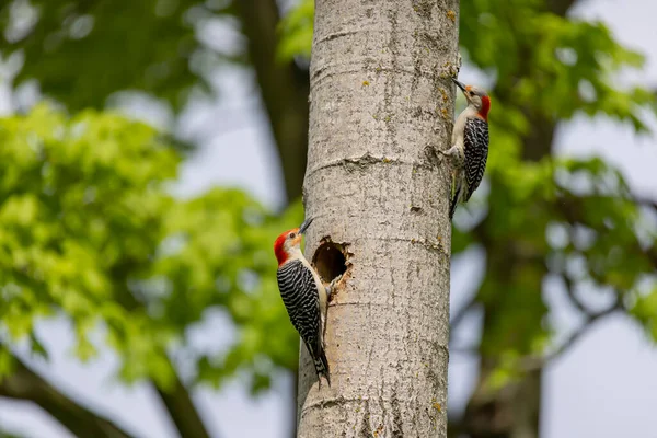 Yuva Boşluğunda Bir Çift Ağaçkakan Melanerpes Carolinus Kırmızı Göbekli Wodpecker — Stok fotoğraf