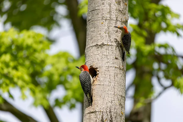 Yuva boşluğunda bir çift ağaçkakan (Melanerpes carolinus) Kırmızı Göbekli Wodpecker
