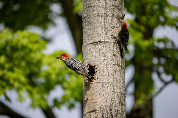 Yuva boşluğunda bir çift ağaçkakan (Melanerpes carolinus) Kırmızı Göbekli Wodpecker