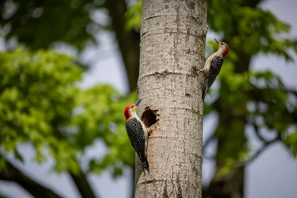 Yuva Boşluğunda Bir Çift Ağaçkakan Melanerpes Carolinus Kırmızı Göbekli Wodpecker — Stok fotoğraf