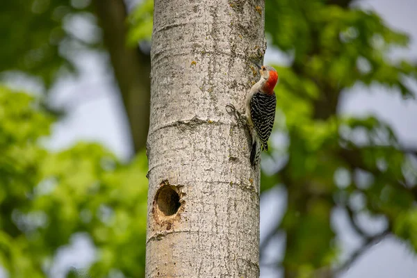 Yuva Boşluğunda Bir Çift Ağaçkakan Melanerpes Carolinus Kırmızı Göbekli Wodpecker — Stok fotoğraf