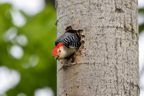 Краснобрюхая Wodpecker Melanerpes Carolinus Пара Woodpecker Гнезда Пещеры — стоковое фото
