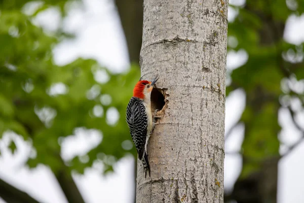 Yuva boşluğunda bir çift ağaçkakan (Melanerpes carolinus) Kırmızı Göbekli Wodpecker