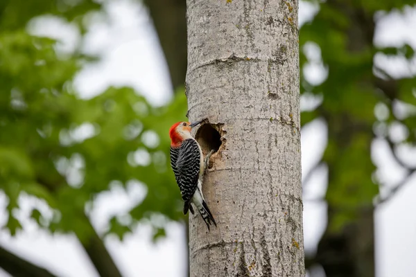 Yuva Boşluğunda Bir Çift Ağaçkakan Melanerpes Carolinus Kırmızı Göbekli Wodpecker — Stok fotoğraf