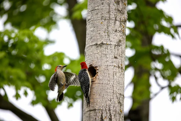 Yuva boşluğundaki Kırmızı Göbekli Wodpecker (Melanerpes carolinus)