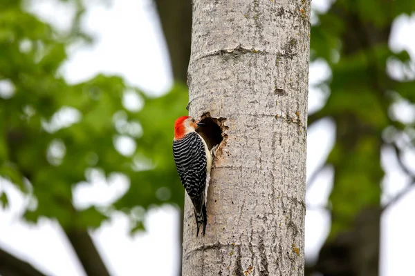 Yuva Boşluğundaki Kırmızı Göbekli Wodpecker Melanerpes Carolinus — Stok fotoğraf