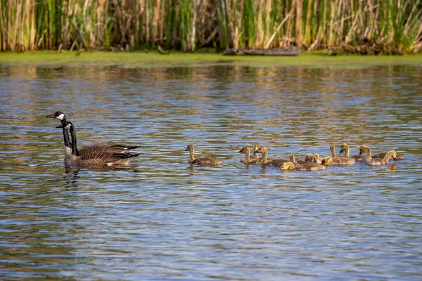 Kanadagans Branta Canadensis Mit Gösslingen Auf Dem Michigansee — Stockfoto