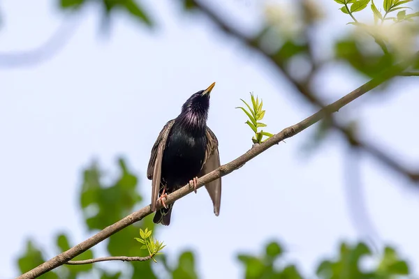 스탈링 Sturnus Vulgaris 찌르레기들은 의나무에 둥지를 위스콘신의 — 스톡 사진