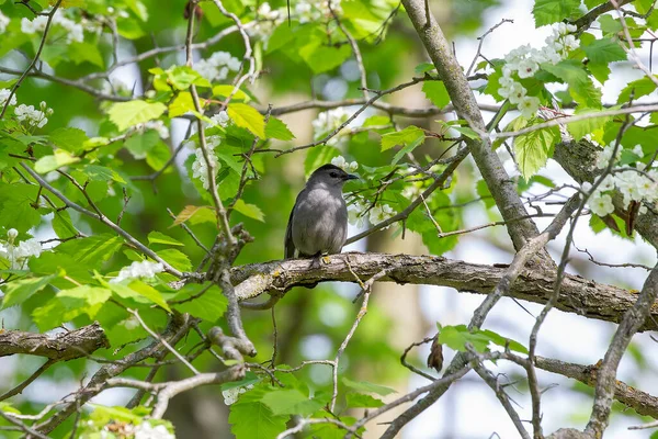 Gray Catbird Dumetella Carolinensis — ストック写真